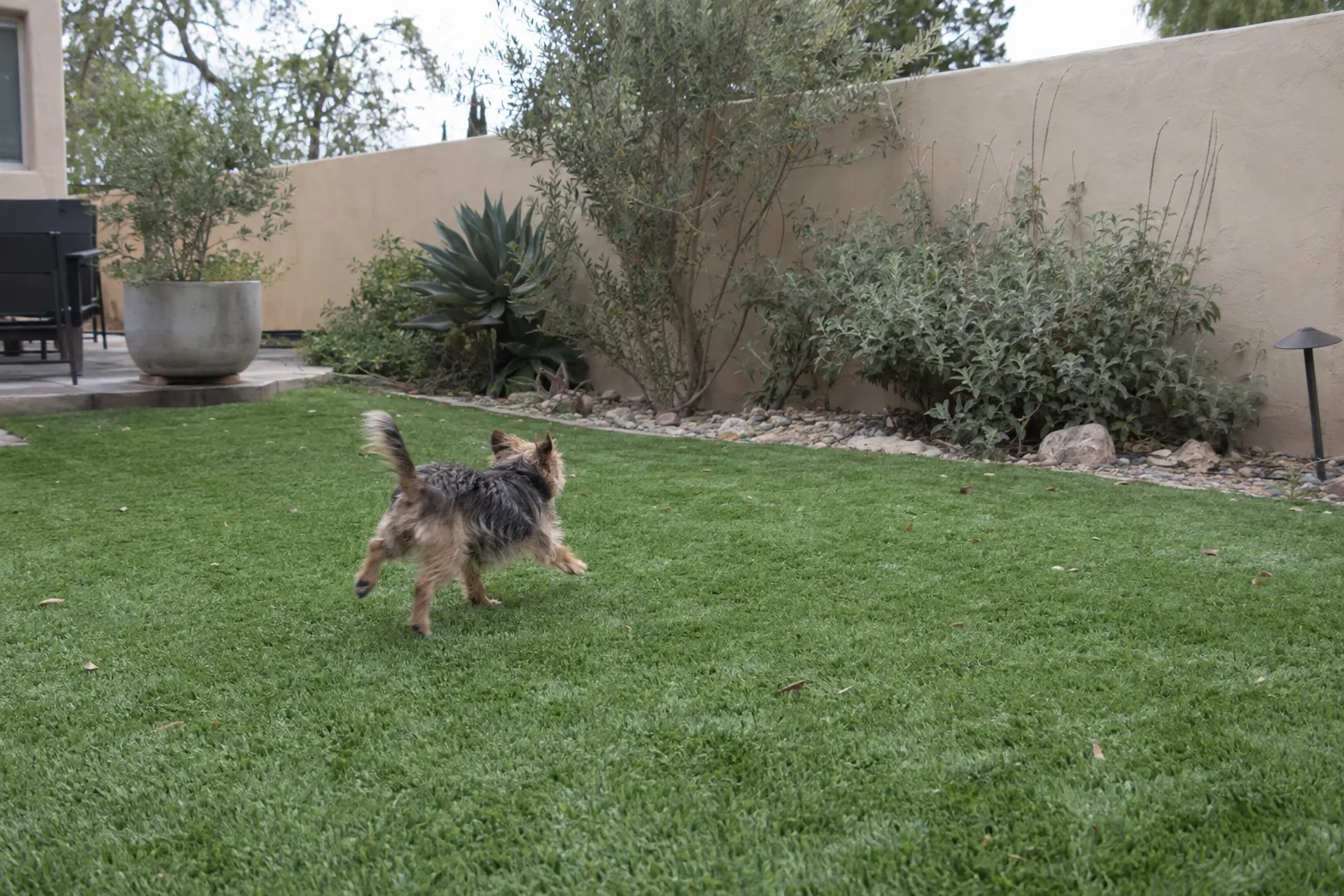 A small terrier dog running across a clean artificial turf lawn in a sunny Los Angeles backyard, with drought-tolerant shrubs and a stucco wall in the background.