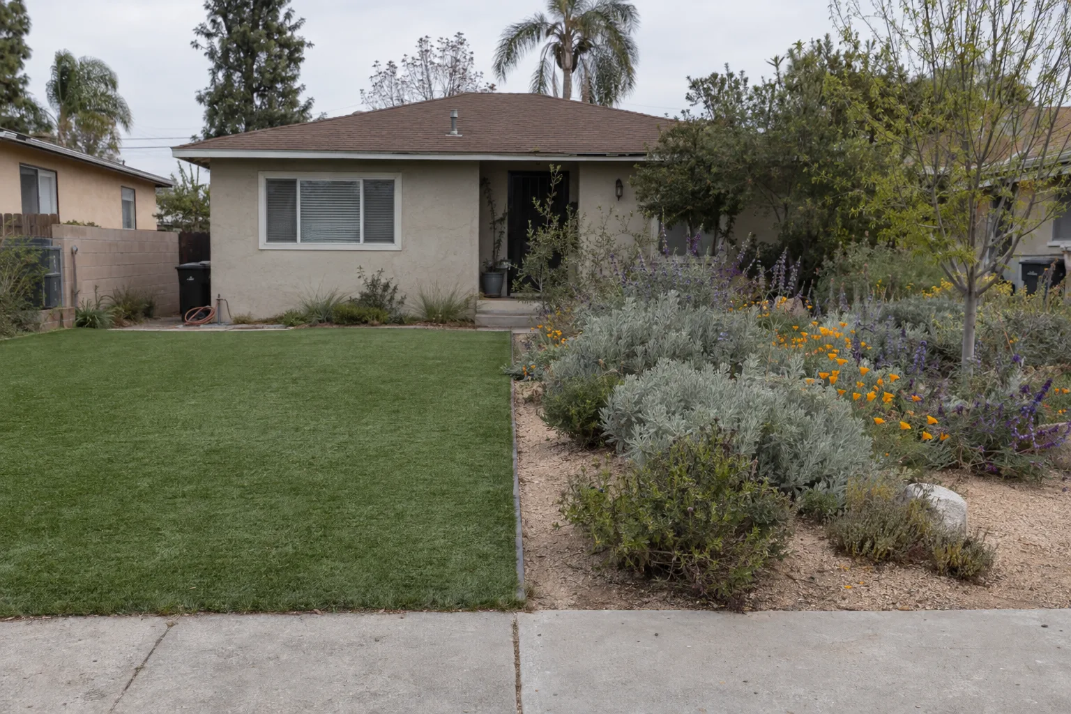 A front yard divided into two halves - artificial turf on the left and a lush drought-tolerant native garden with sage, salvia, and poppies on the right, in front of a stucco Los Angeles home in warm afternoon light.
