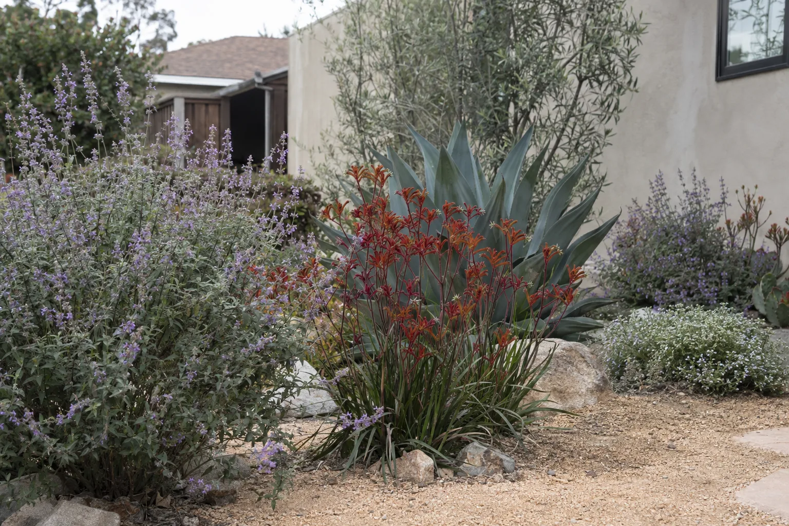 A drought-tolerant Southern California coastal garden featuring purple sage, kangaroo paw, agave, and decomposed granite mulch on a Palos Verdes hillside property