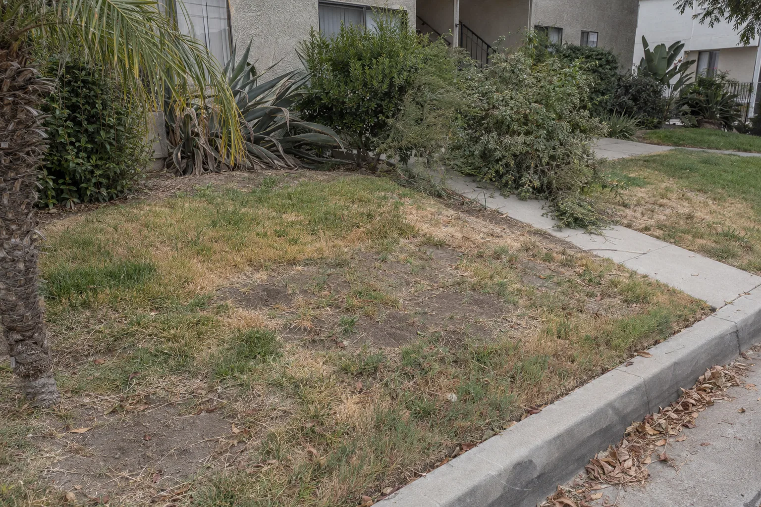 Neglected hillside lawn in Palos Verdes showing patchy yellowed turf, overgrown shrub borders, thatch buildup along the edges, and an uneven mow line on a sloped lot