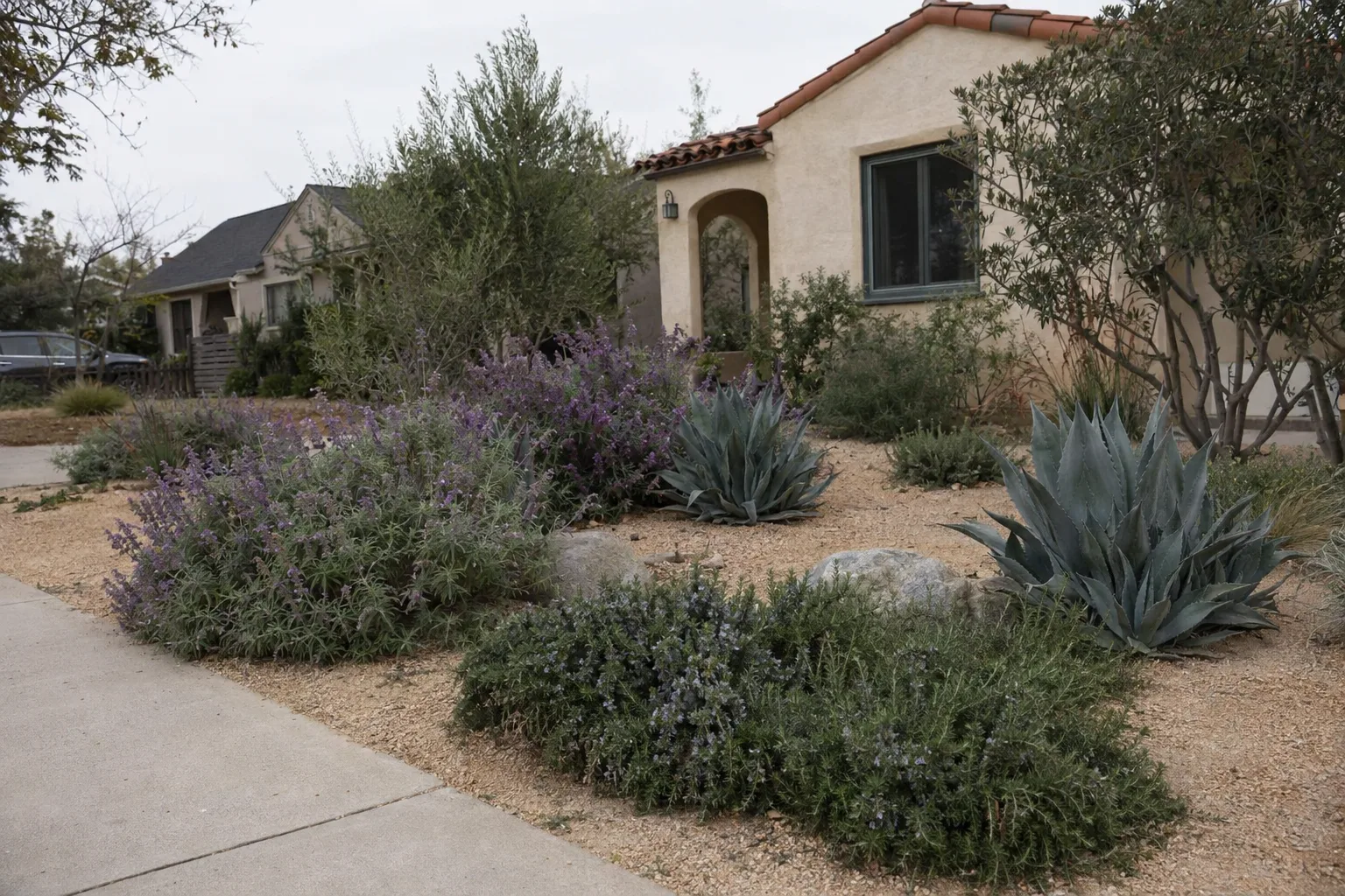 A Los Angeles front yard replaced with decomposed granite and California native plants including agave, purple sage, and rosemary, bathed in warm afternoon sunlight with a stucco bungalow visible in the background.