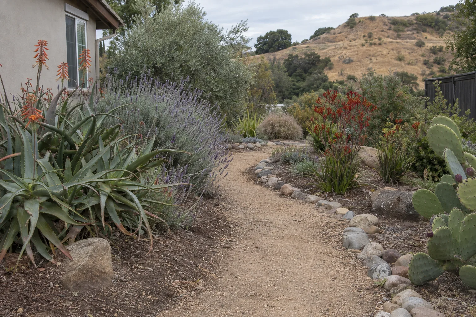 A gravel pathway winds between plantings of aloe, lavender, kangaroo paw, and prickly pear cactus in a drought-tolerant Southern California garden, edged with river rock under bright midday light.