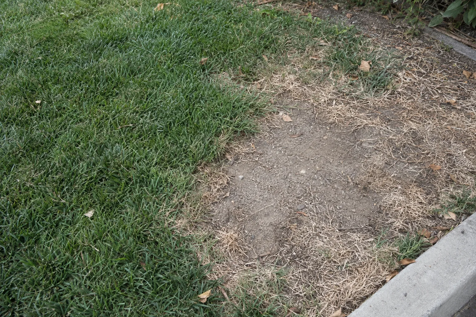 An overhead close-up of a residential lawn showing a healthy green patch adjacent to a dry brown bare spot, with a concrete curb at the edge, in flat midday light