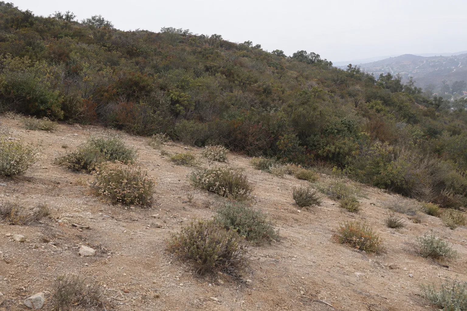 A cleared hillside defensible space corridor in Southern California showing decomposed-granite soil, widely spaced low native shrubs, and a band of dense uncleared chaparral higher up the slope