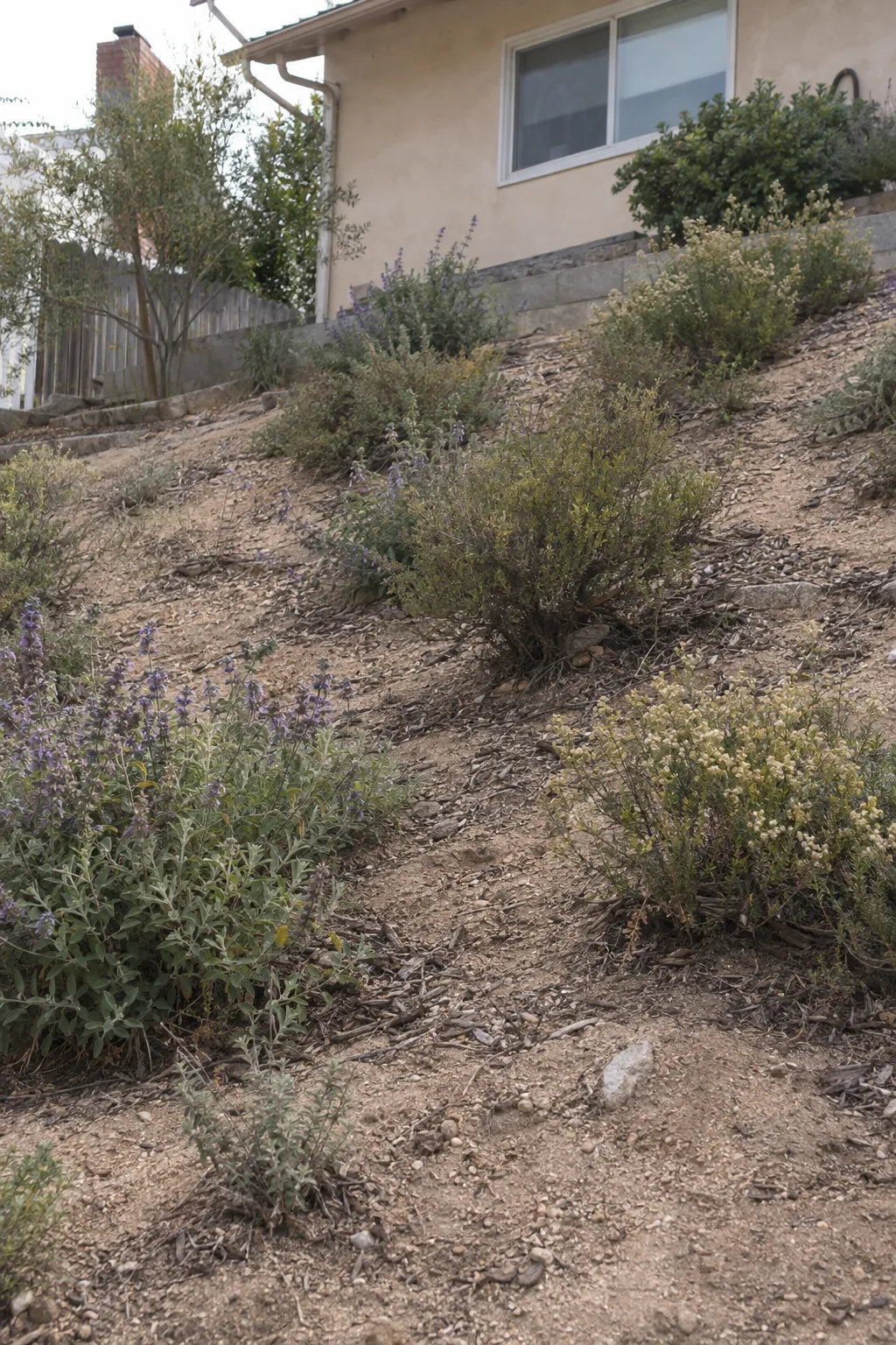 A residential hillside slope planted with widely spaced low-growing California native shrubs including sage and coyote brush on sandy soil, with the base of a stucco house wall visible at the top of the frame
