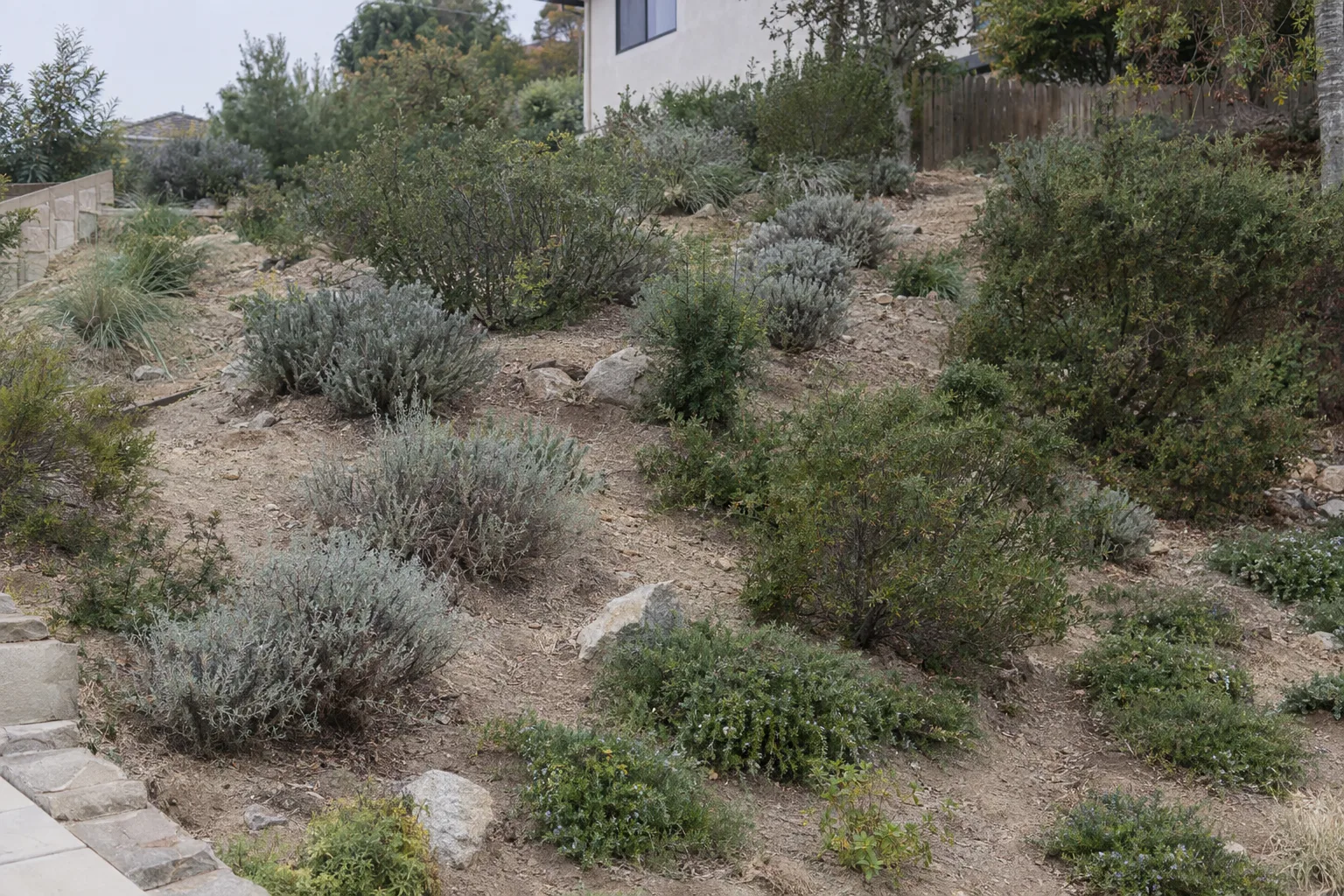 A residential hillside slope in Los Angeles planted with widely spaced low-growing California native shrubs including sage and coyote brush on sandy soil, the edge of a stucco house visible at the top of the frame