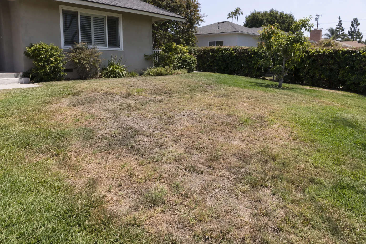 A stressed residential lawn with brown dry patches, thin areas, and bare spots surrounded by healthier green grass edges in harsh midday sunlight