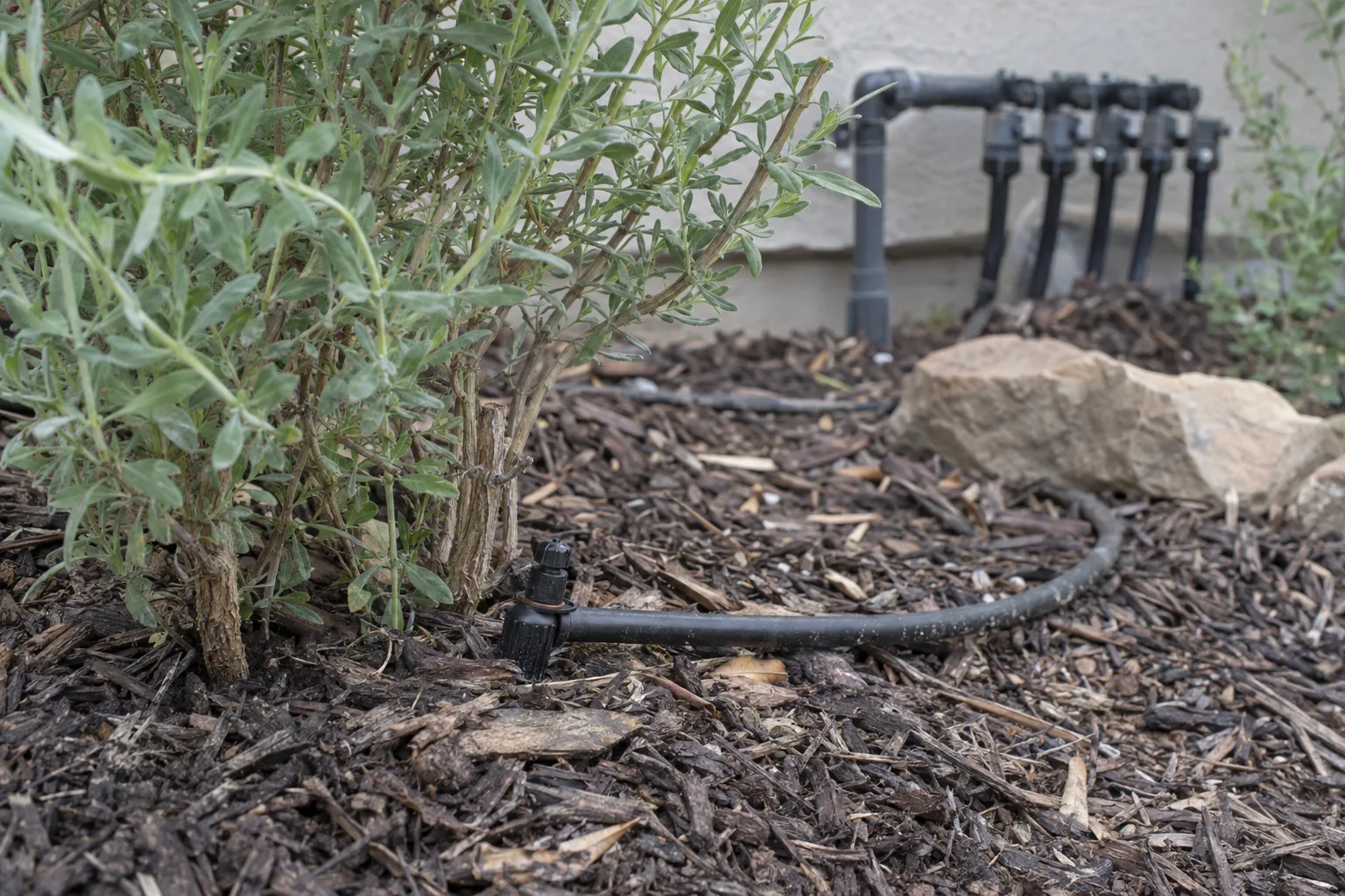 A drip-irrigation emitter installed at the base of a native shrub in a mulched garden bed, with a black poly drip line running to a manifold in the background