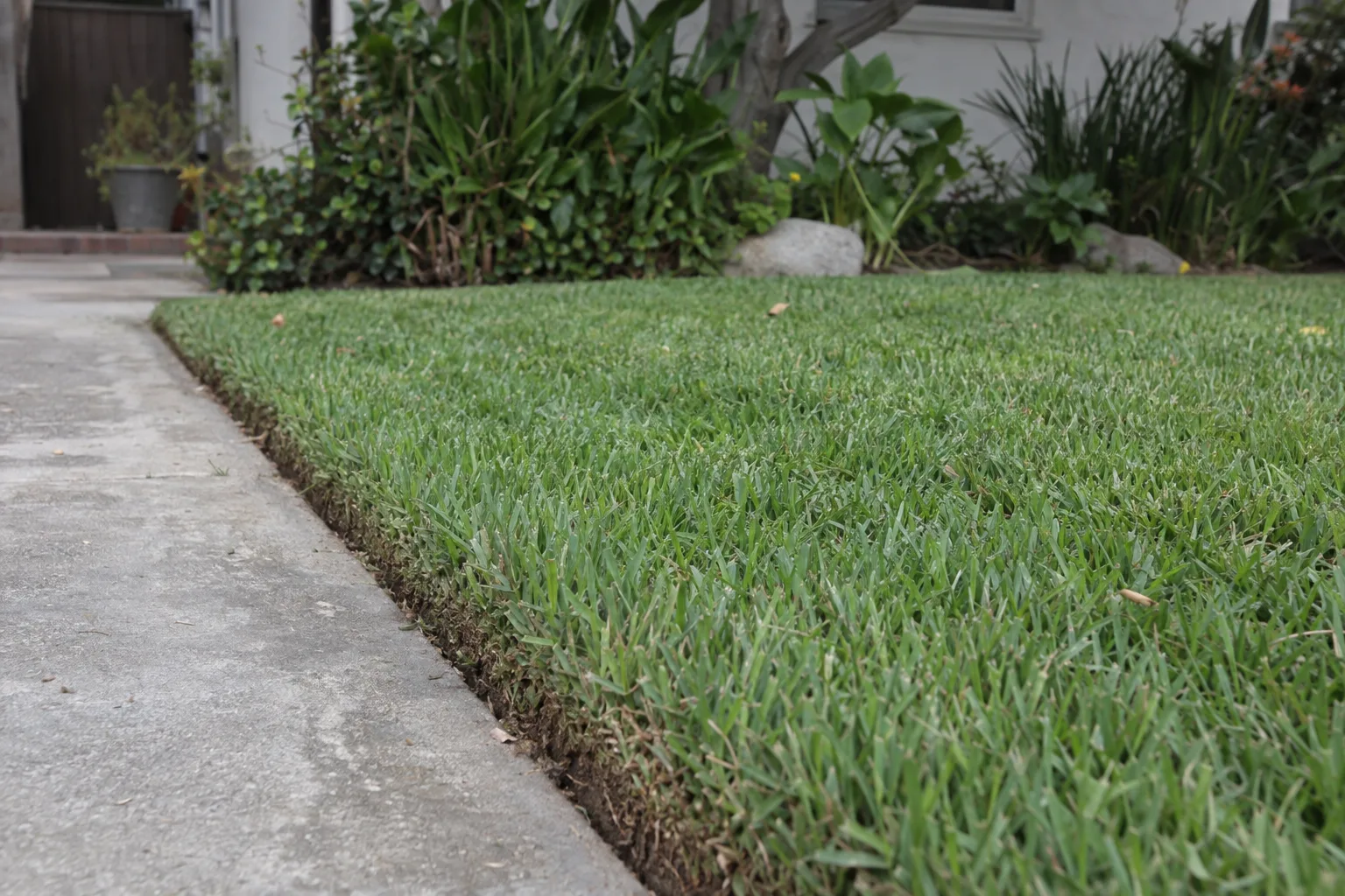 A freshly mowed residential lawn with a crisp edged border along a concrete path in soft morning sunlight