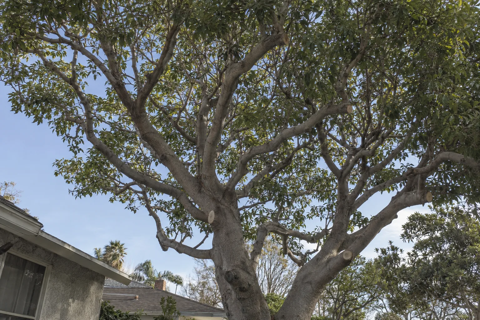 A mature residential tree with a recently shaped canopy, clean pruning cuts visible on trimmed limbs, backlit by bright California afternoon sky