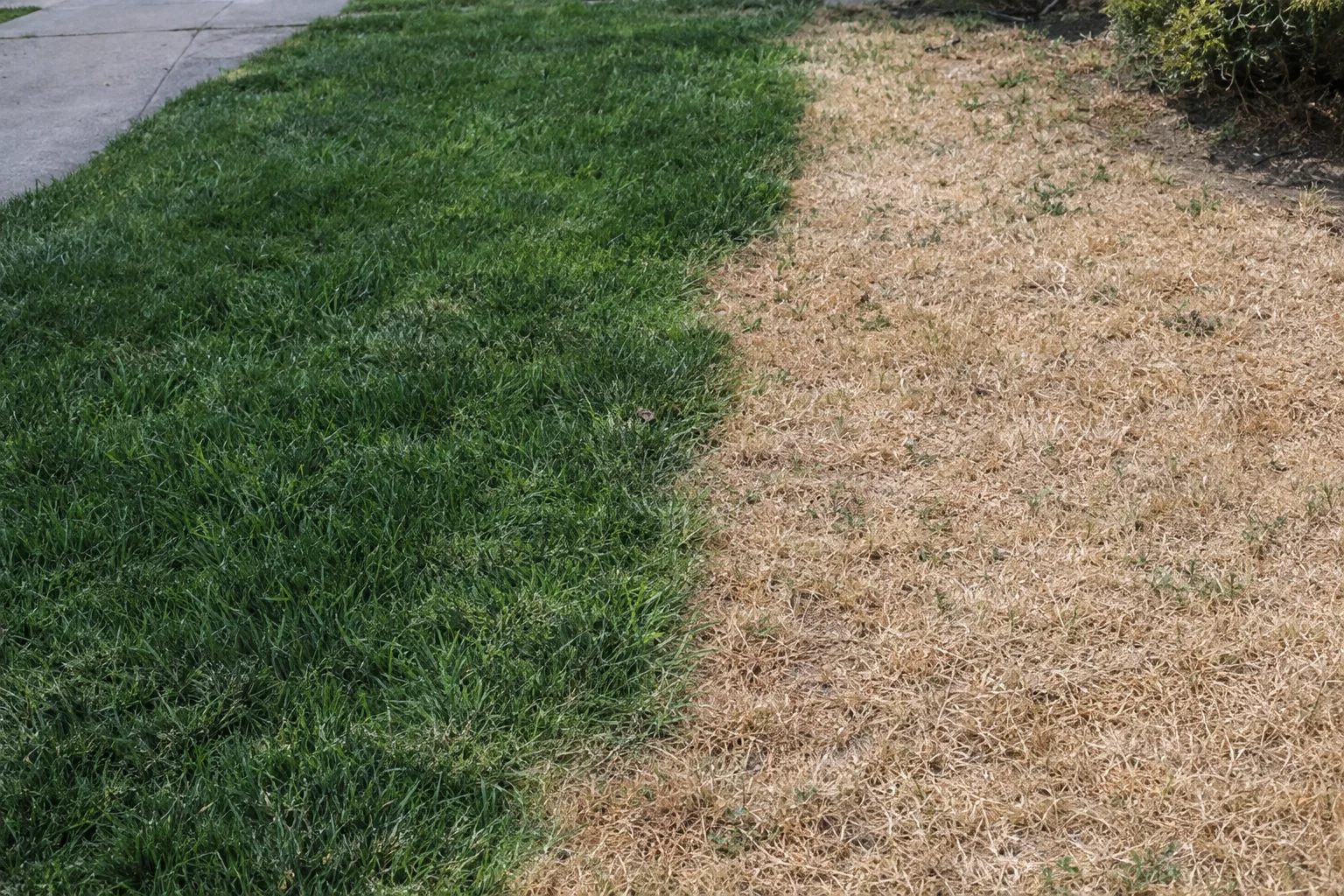 A California lawn showing a sharp contrast between healthy green turf and an adjacent patch of dry, straw-colored dead grass under bright sunlight