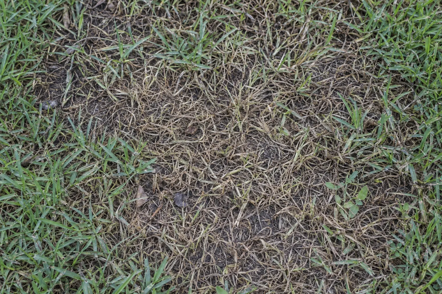 Close-up of a brown patch in a lawn, showing thin yellowed grass blades at soil level with healthy green grass at the edges