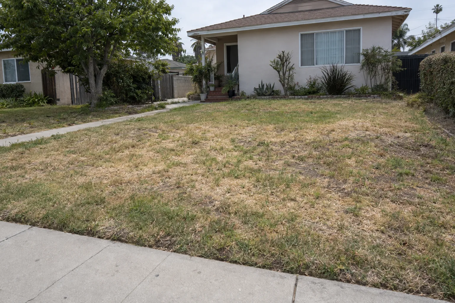 A front yard in Los Angeles with patchy, yellowed and dying grass under bright midday sun, bordered by a concrete sidewalk and a beige stucco ranch-style home