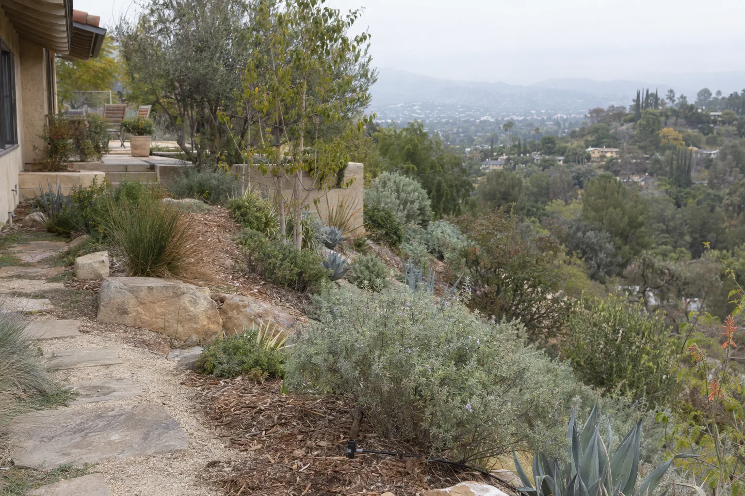 A hillside Los Angeles garden showing dry-slope succulents and California native shrubs with a drip irrigation emitter visible at the base of a plant, photographed in hazy golden morning light