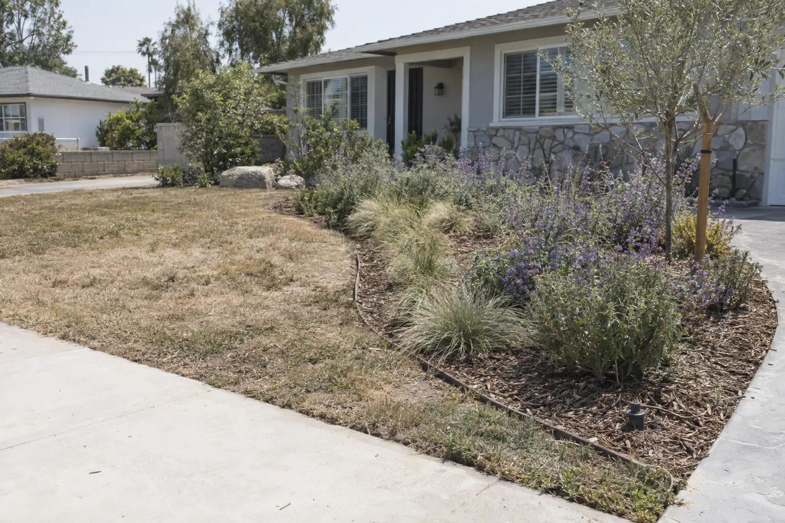 A Los Angeles front yard with a dying grass patch alongside a newly planted drought-tolerant border of salvia and fescue with a visible drip irrigation emitter at soil level