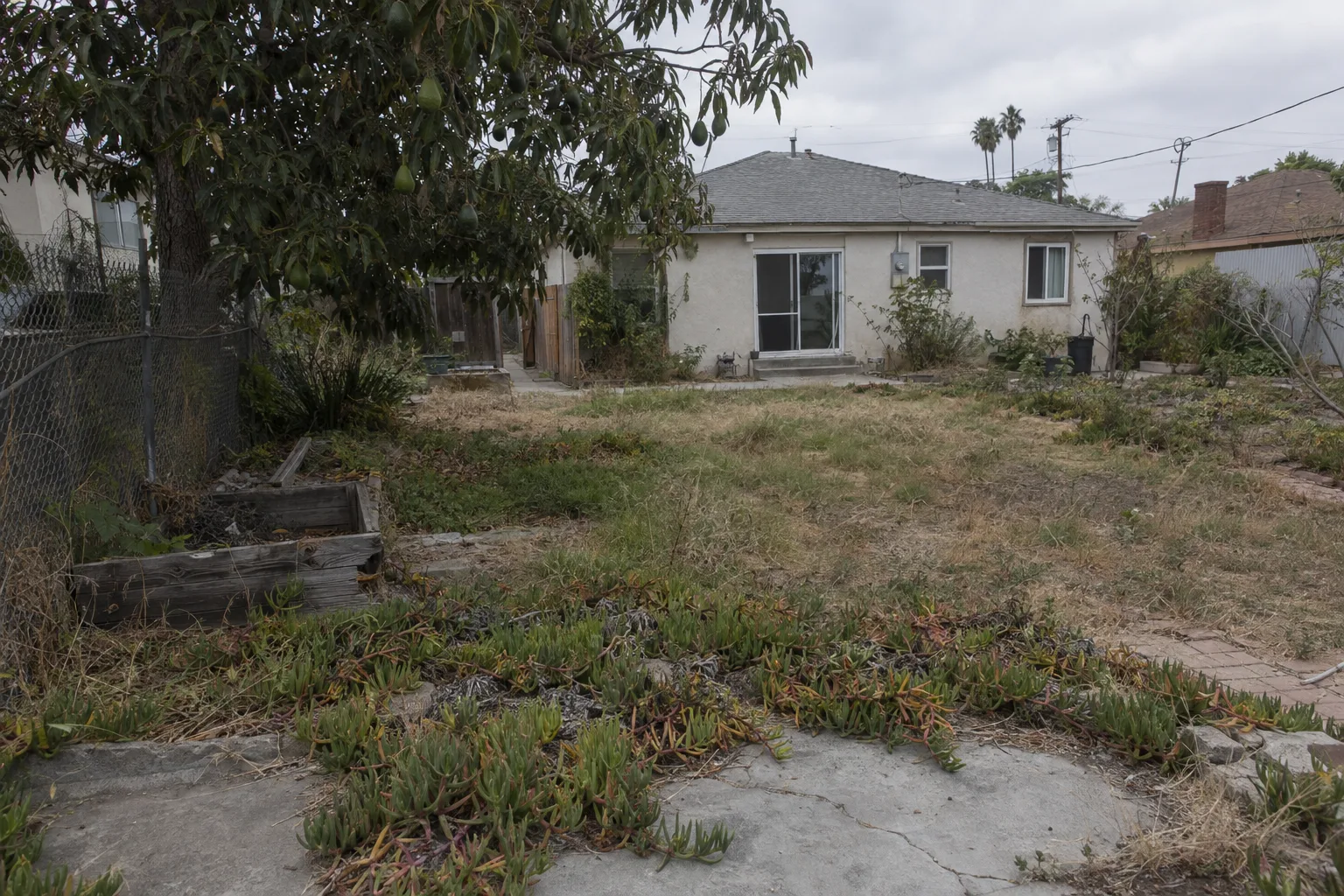 A neglected Los Angeles backyard with patchy dead grass, cracked concrete edging, overgrown iceplant, a rotting planter box, and an aging chain-link fence section, with a mature avocado tree and a stucco ranch house in the background