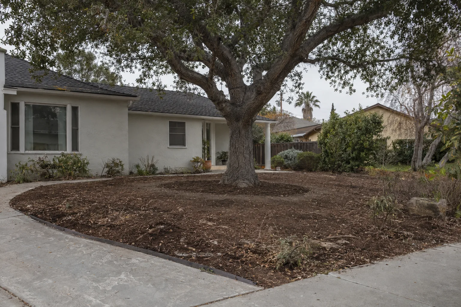 A front yard with cleared overgrowth and bare soil around new planting beds while a large mature California live oak at center remains protected and undisturbed
