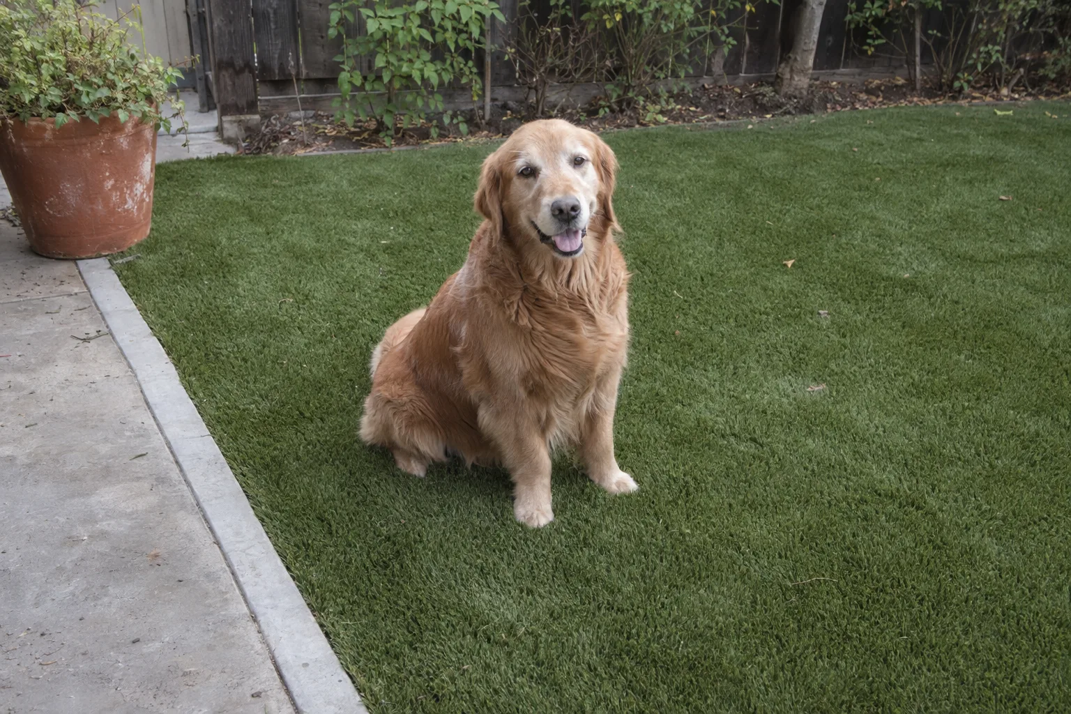 Freshly installed synthetic turf in a Los Angeles backyard with a dog sitting on it and a terracotta planter at the edge in warm afternoon light
