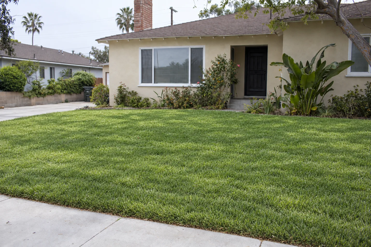 A lush, evenly green front lawn with neatly mowed edges in front of the same stucco ranch home in Los Angeles, showing a healthy, well-maintained lawn
