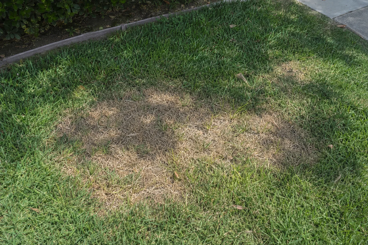 Close overhead view of a residential lawn with a clearly defined irregular brown patch of dead grass surrounded by healthy green Bermuda grass in sunlight