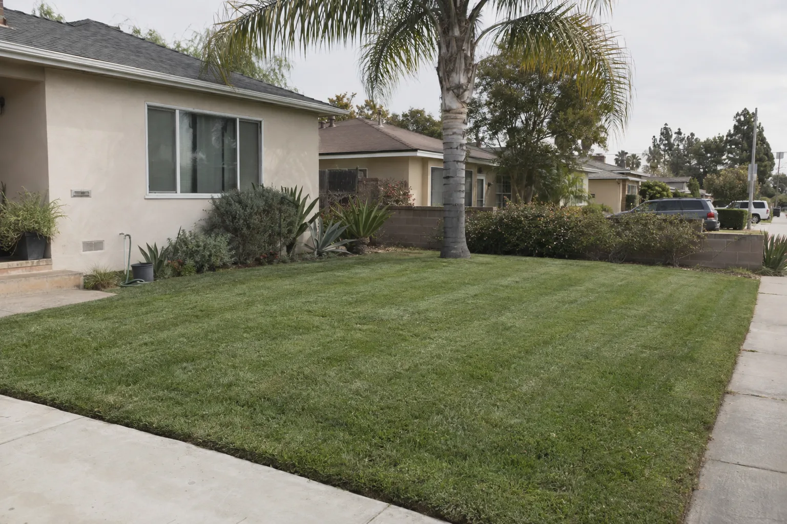 Freshly mowed green lawn in front of a single-story stucco house in Los Angeles, with neat mowing stripes, a concrete walkway edge, and a queen palm in the background