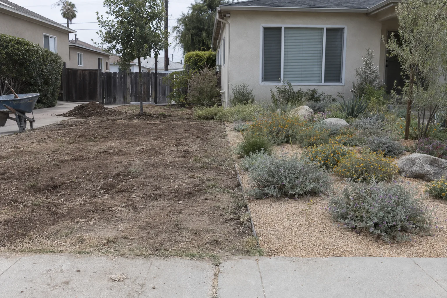 A Los Angeles front yard during a turf-removal conversion, with bare soil and dead grass on one side and newly planted drought-tolerant ground cover and decomposed granite on the other