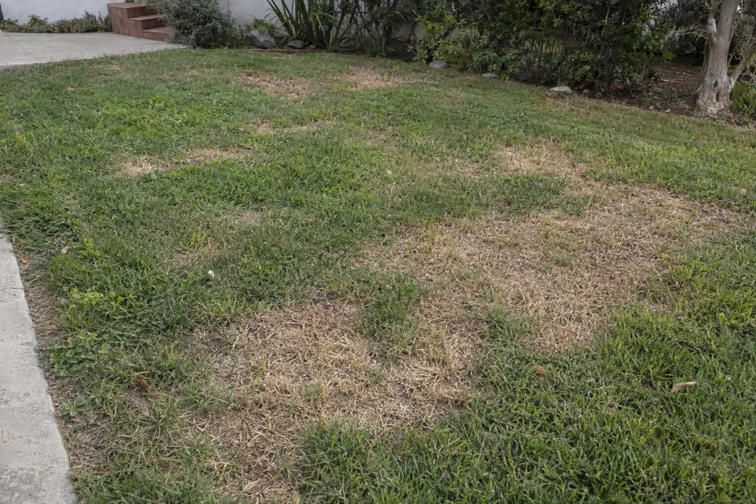 A residential Los Angeles lawn showing irregular brown dead patches and thinning grass areas contrasting with surrounding green turf in warm afternoon light