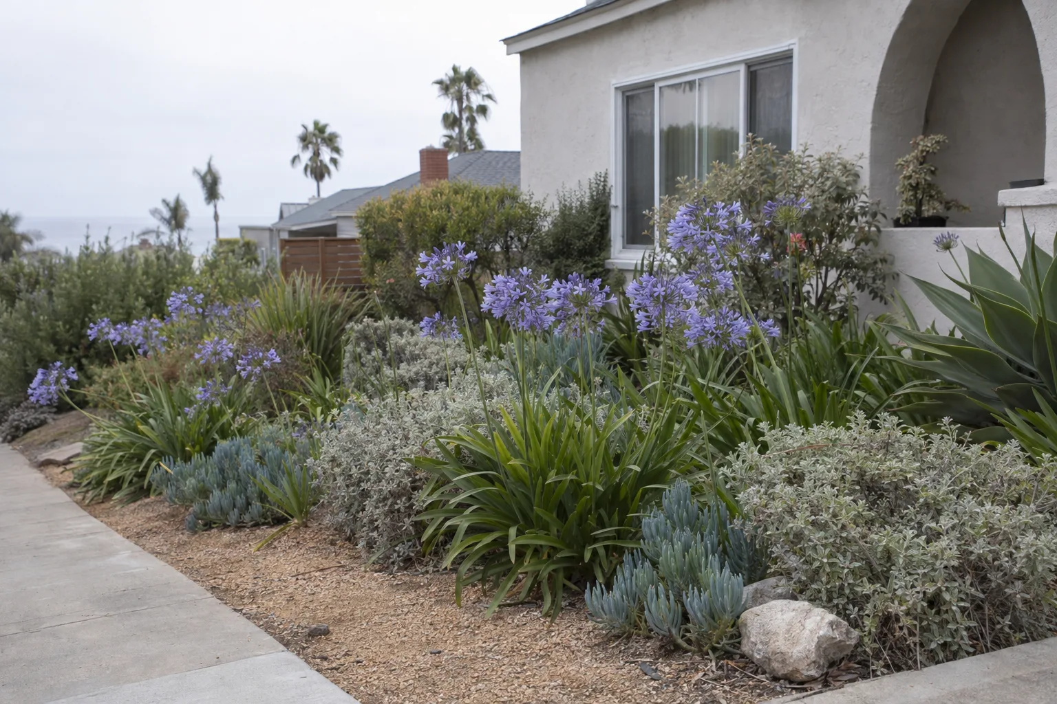 A coastal Los Angeles residential garden planted with agapanthus, coastal sage, and succulents under a soft grey marine-layer sky on a quiet morning