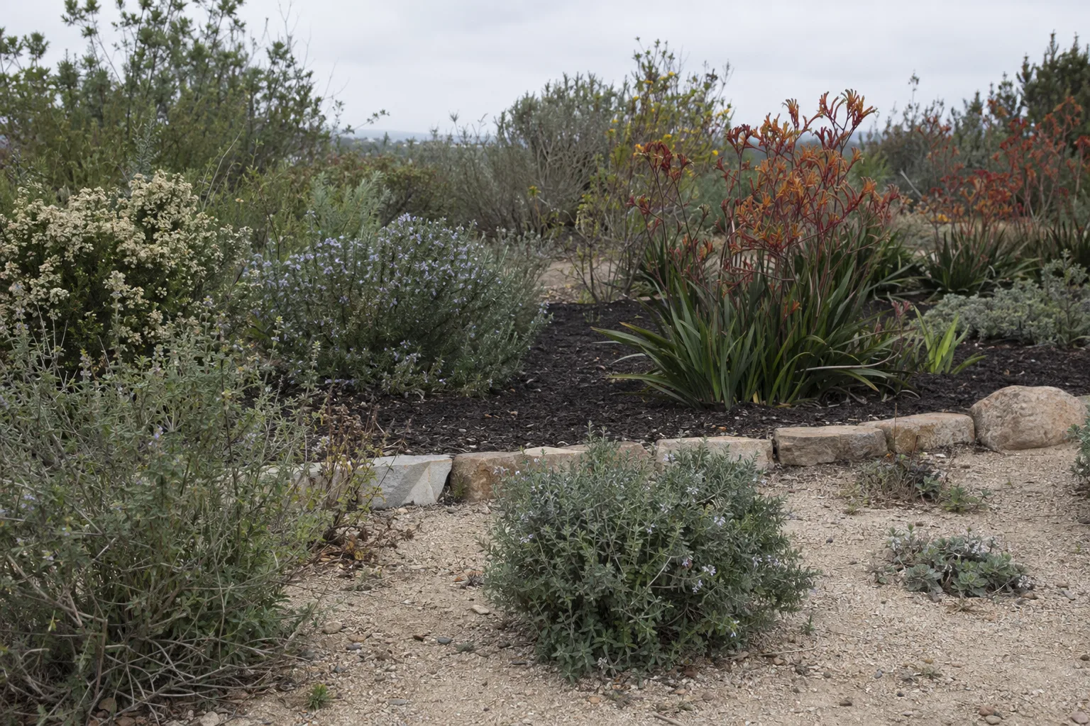 A California garden showing contrasting soil types with drought-tolerant coastal plants including kangaroo paw and sage scrub under soft overcast light