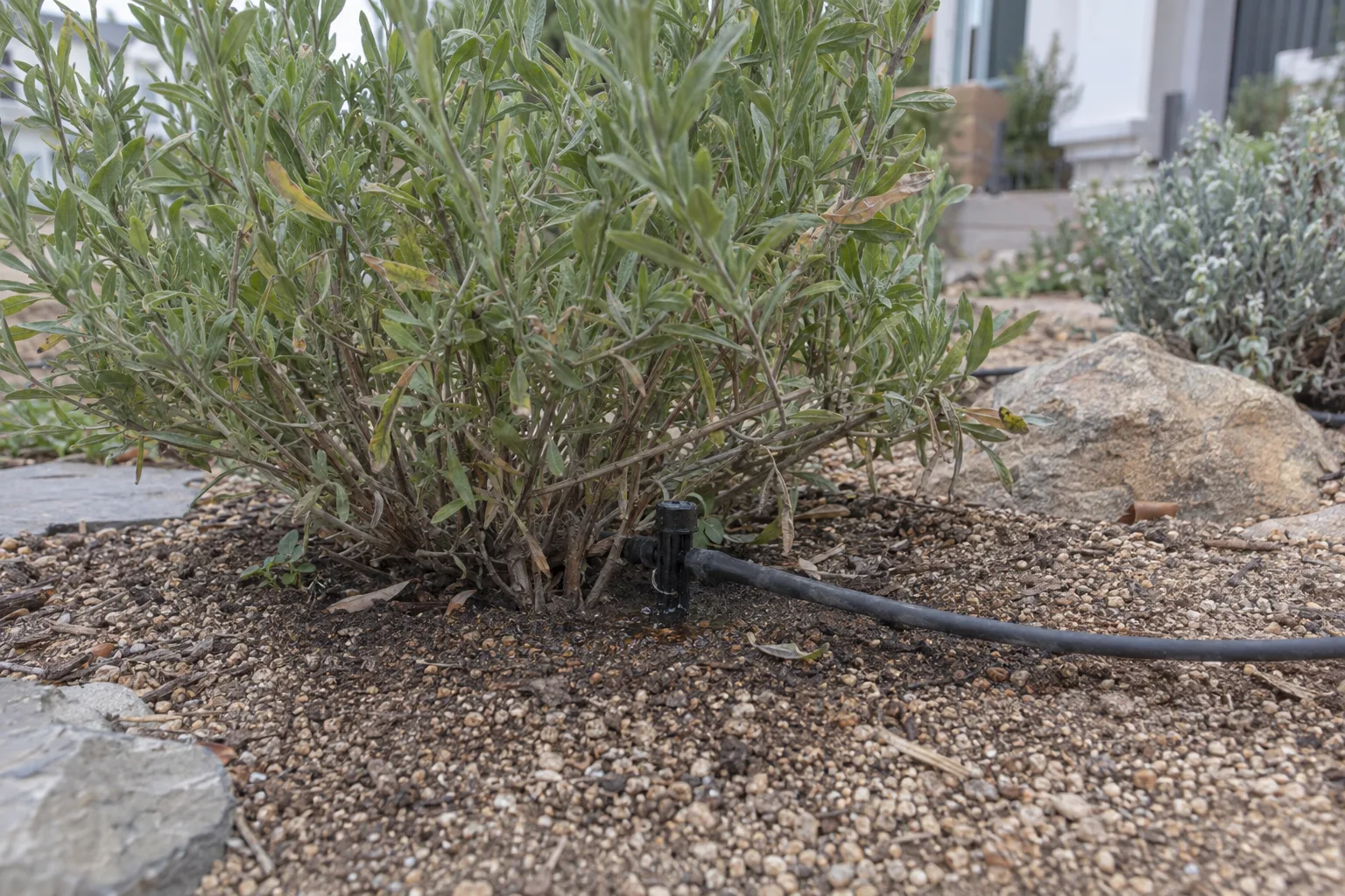 A drip-irrigation emitter at the base of a native shrub in a Los Angeles garden bed with decomposed-granite mulch