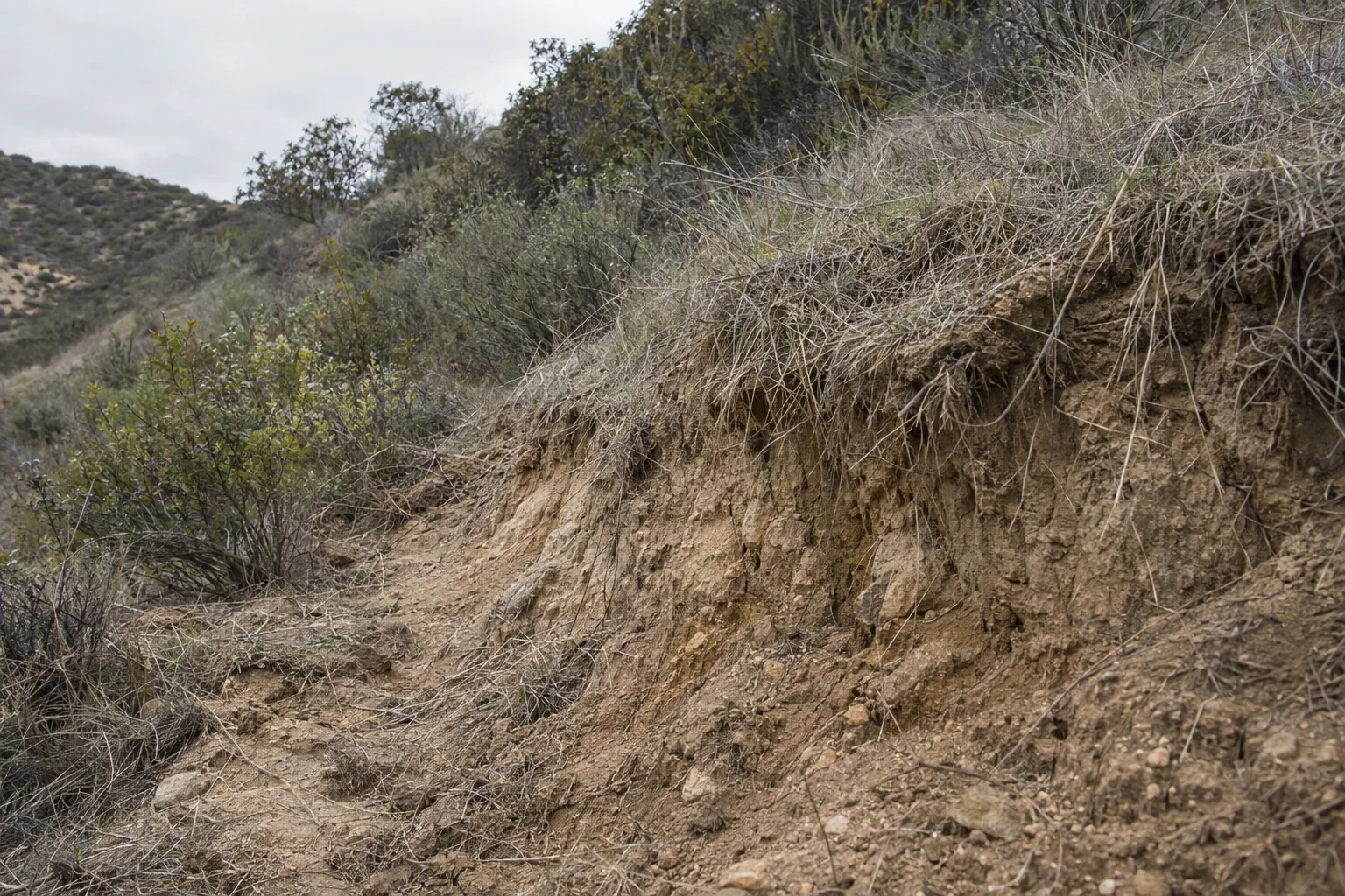 A steep Los Angeles hillside showing sandy clay soil with small erosion channels and dry grass, photographed under flat morning light with chaparral shrubs on the upper slope.
