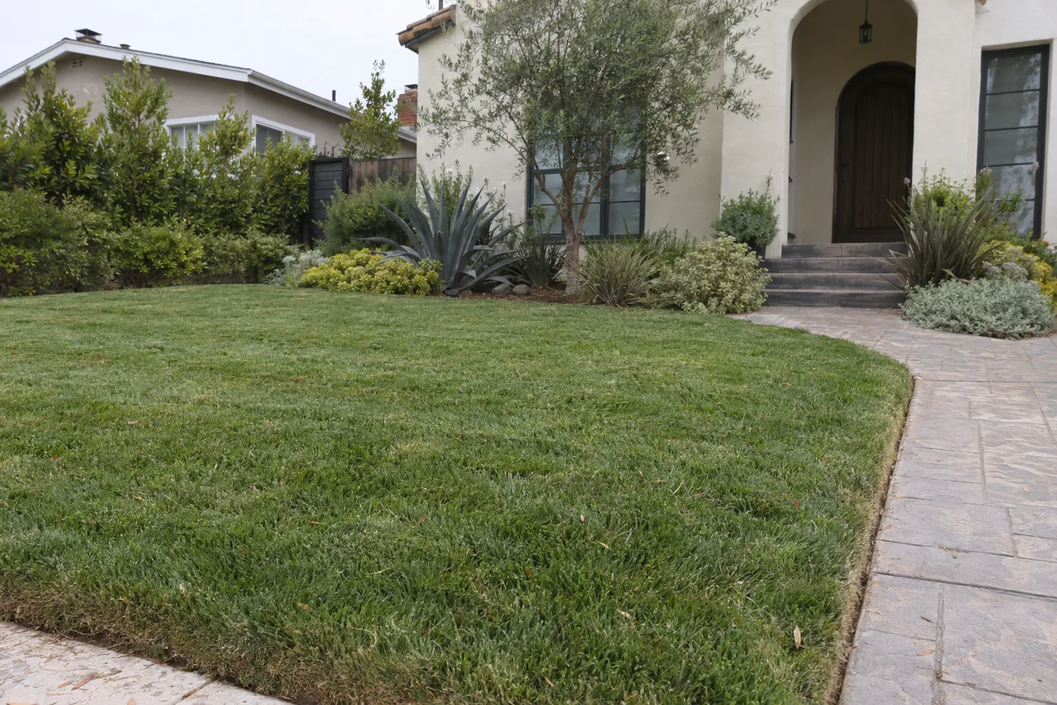 A neatly mowed and edged front lawn in a West Los Angeles residential yard bordered by a concrete walkway and low drought-tolerant plants, with a stucco home facade in the background