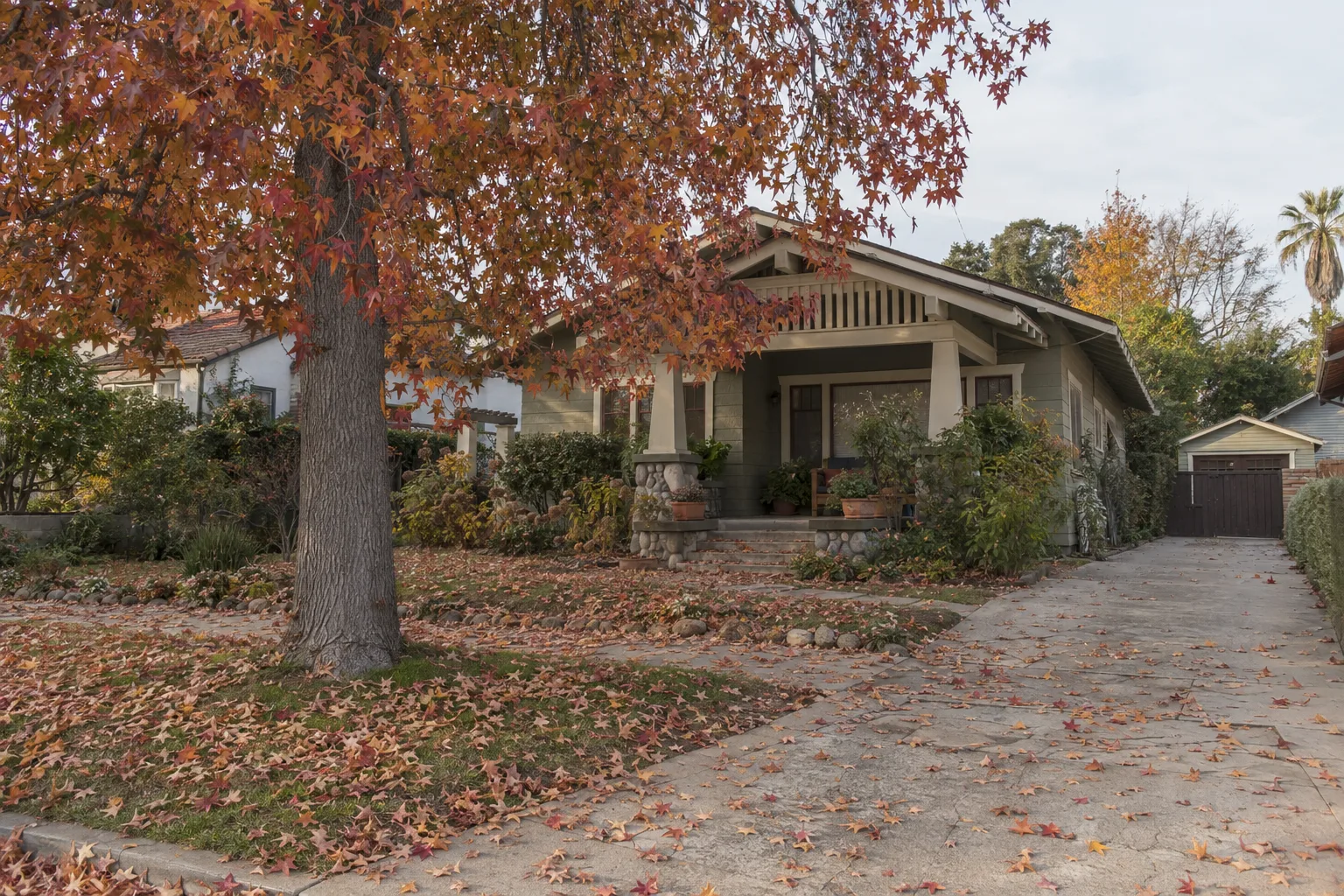 A Pasadena Craftsman bungalow front yard with a mature liquidambar tree dropping rust and amber leaves onto a concrete driveway in warm autumn afternoon light