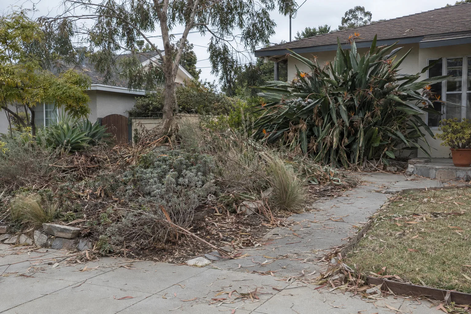 A Los Angeles front yard with overgrown planting beds, tangled dead branches, and wind-scattered eucalyptus debris covering the pathway and lawn border before cleanup
