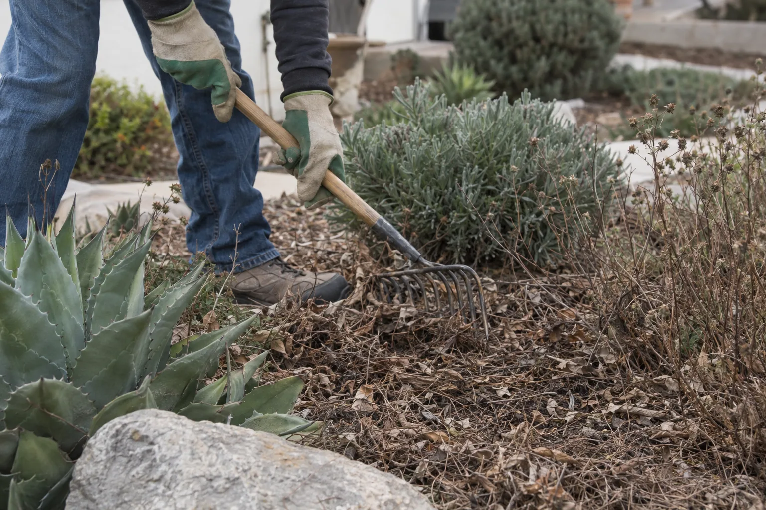 Gloved hands raking dry leaf litter and dead overgrowth out of a mulched planting bed edged with agave and sage in a Southern California yard