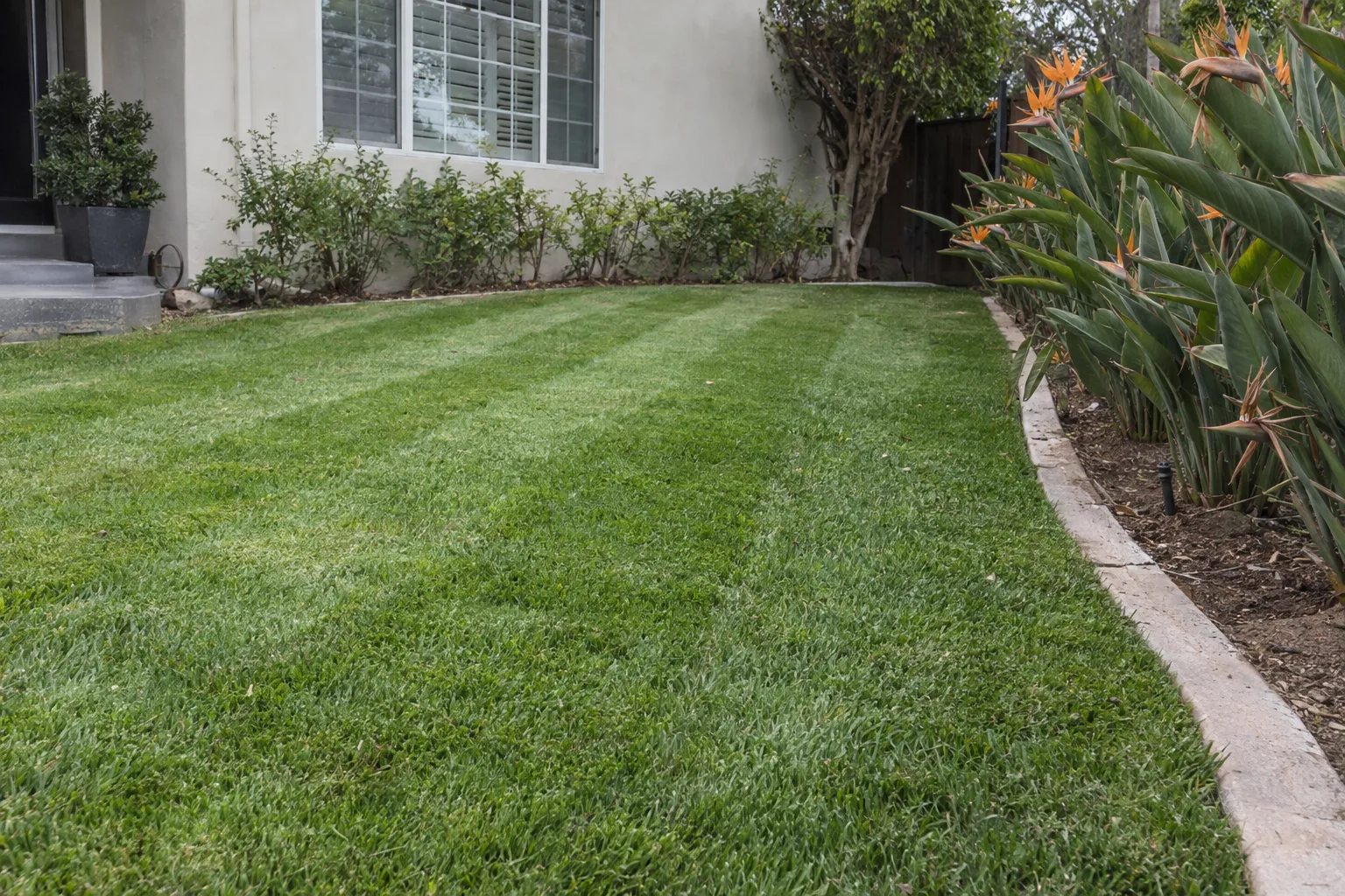 A freshly mowed Bermuda lawn with crisp mowing stripes and a clean concrete edging line bordering a bird-of-paradise planting bed in a sunny Los Angeles yard