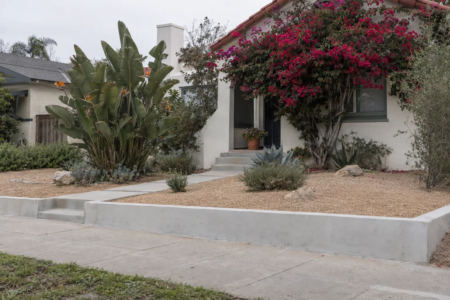 A renovated Los Angeles front yard blending retained mature Bird of Paradise and bougainvillea with new decomposed-granite ground cover and clean concrete edging, photographed from the street in soft morning light