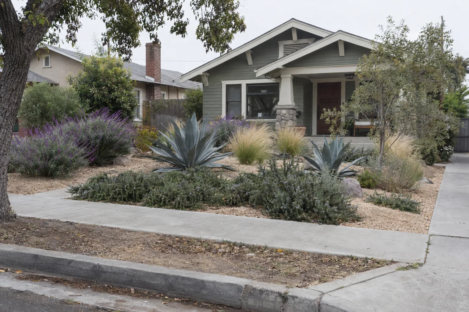 A Los Angeles front yard converted to drought-tolerant planting with purple salvia, agave, ornamental grasses, and trailing rosemary over decomposed granite, a Craftsman bungalow visible behind in bright midday sun