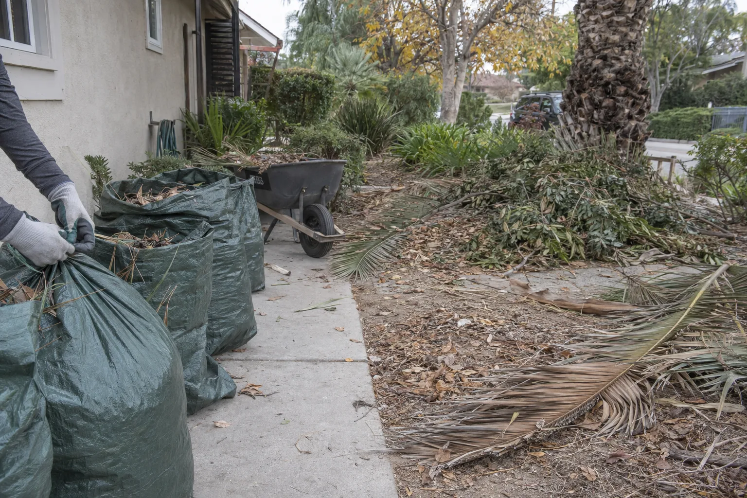 A residential Los Angeles yard mid-cleanup with palm fronds and dead leaves gathered into large yard-waste bags along a concrete path, a gloved hand visible tying one bag