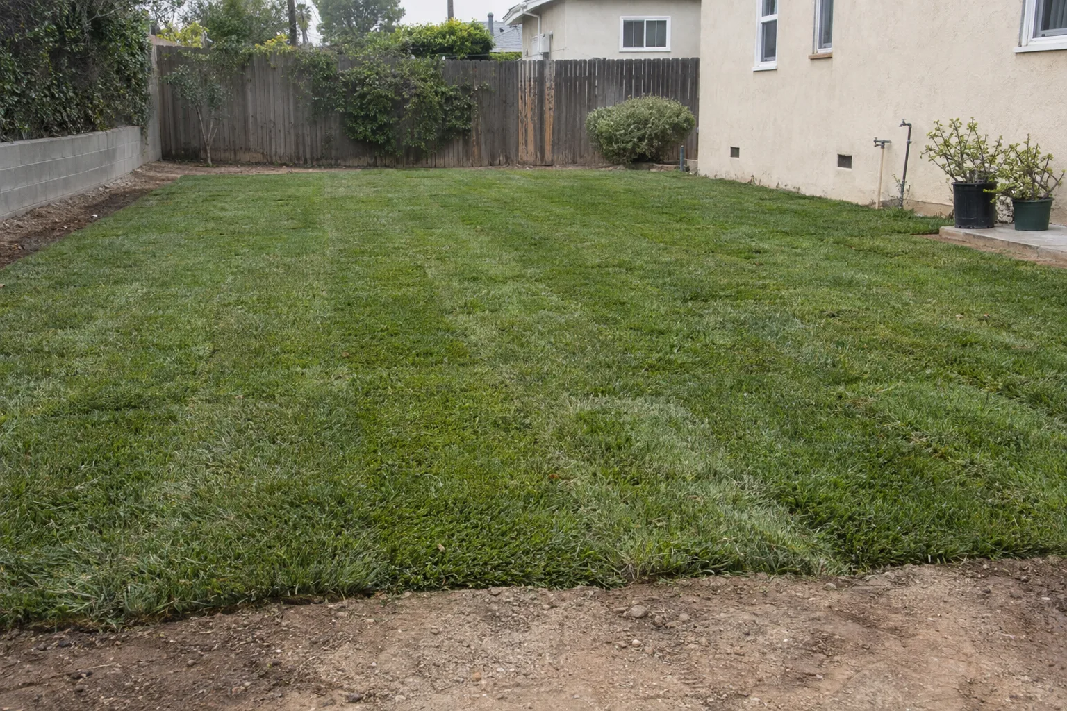 Freshly laid sod rolls covering a graded Los Angeles residential yard, deep green and recently watered, seam lines visible in angled afternoon sunlight against dry surrounding soil