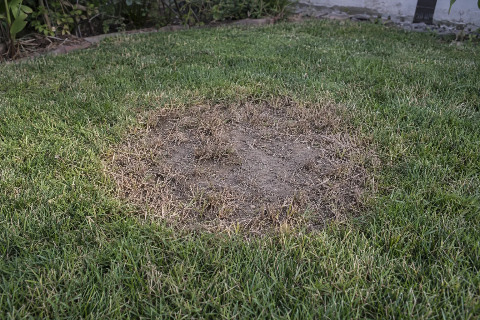 A circular brown dead patch in an otherwise green Los Angeles lawn, with dry compacted soil visible at the centre, photographed in raking afternoon light