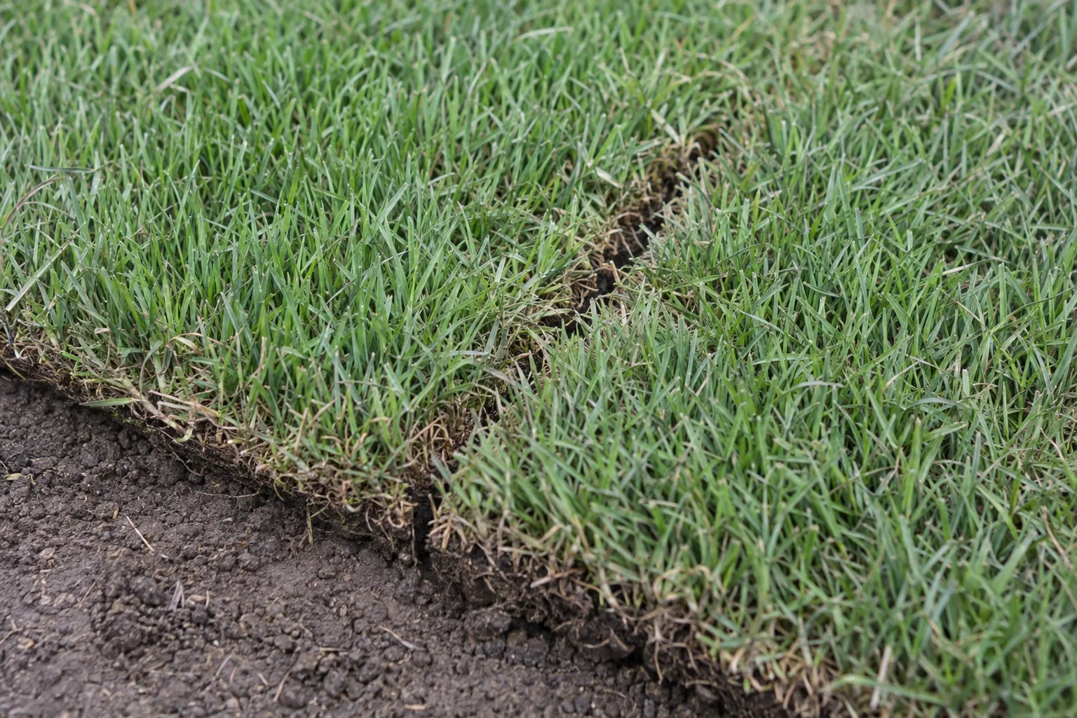 Close-up of the seam between two freshly laid sod strips on dark prepared soil, grass blades overlapping along the joint with fine loam visible at the edges