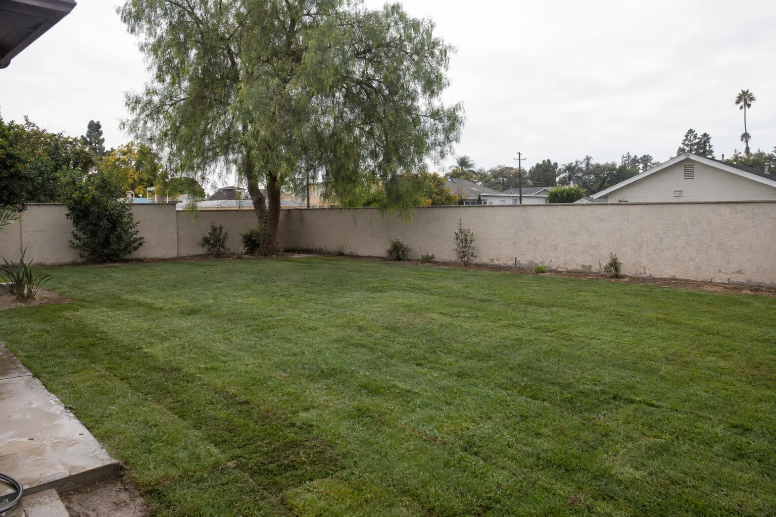 Freshly installed sod covering a graded residential backyard in Los Angeles, bordered by a stucco wall with a California pepper tree visible beyond, photographed in warm morning light