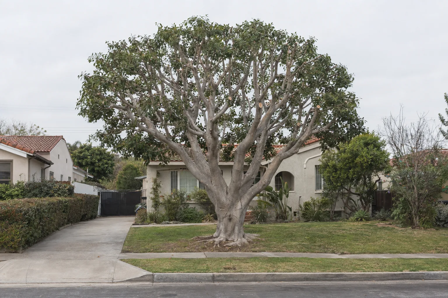The same ficus tree after professional crown reduction - the canopy is now balanced, open, and evenly shaped, with the same stucco bungalow and sidewalk visible in the background