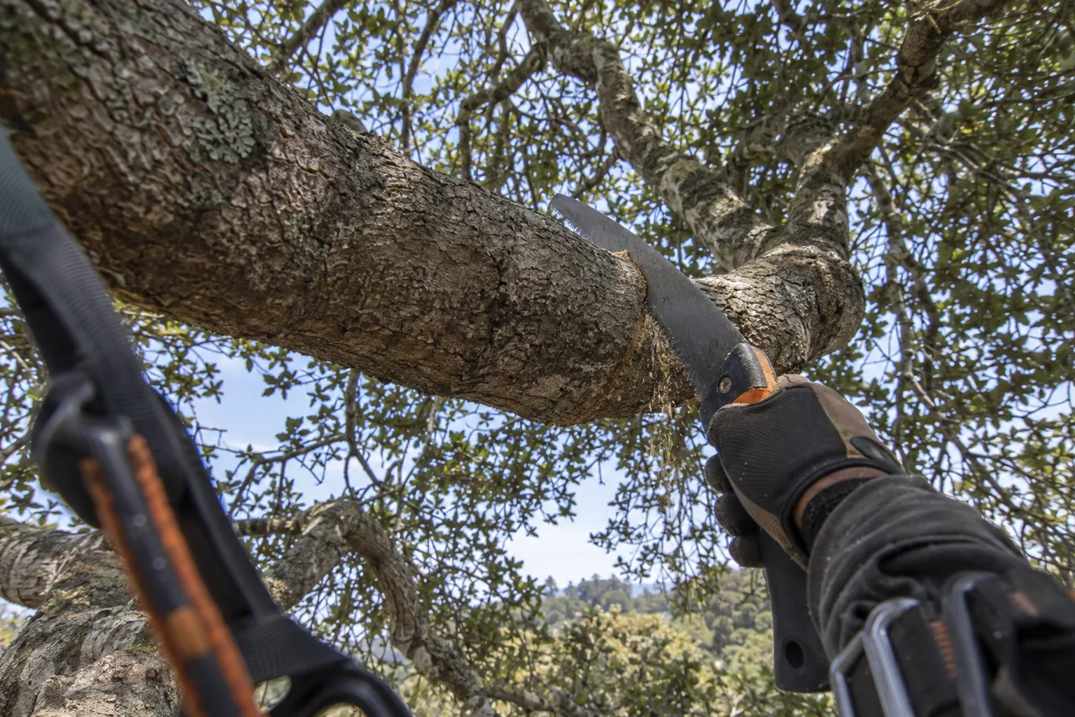 A gloved arborist's hand making a pruning cut on a thick lateral branch inside the canopy of a mature oak tree, harness straps visible, blue sky visible through the tree