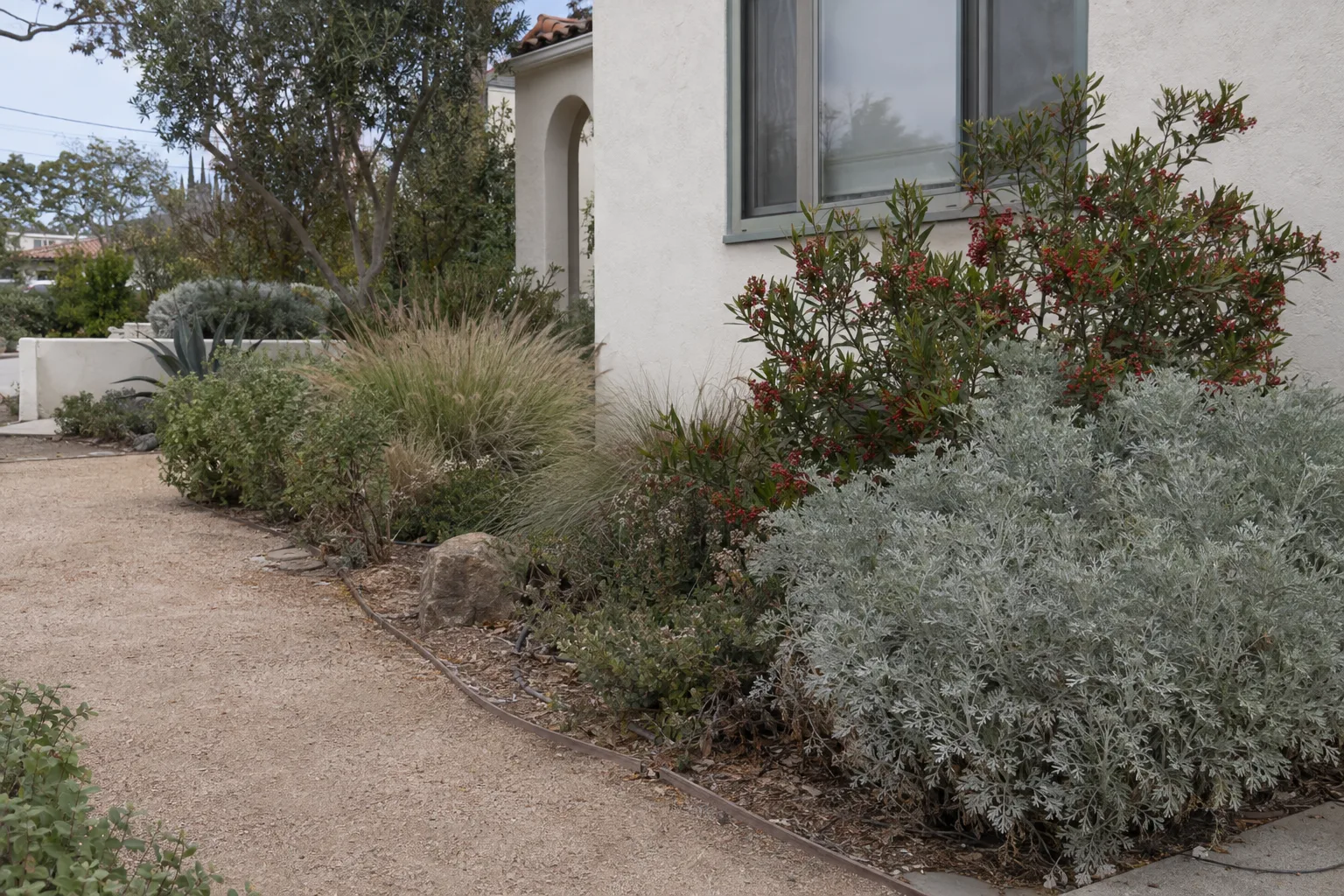 A tidy Los Angeles front yard planted with California native drought-tolerant plants including artemisia and toyon, a decomposed granite path running alongside a pale stucco house under clear blue sky