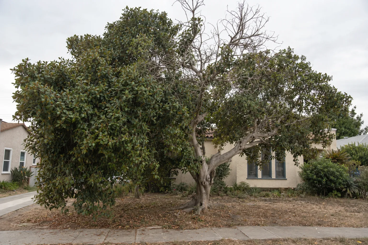 A large, overgrown ficus tree with an unbalanced, lopsided canopy crowding the front yard of a stucco Los Angeles bungalow, photographed from the sidewalk in flat midday light