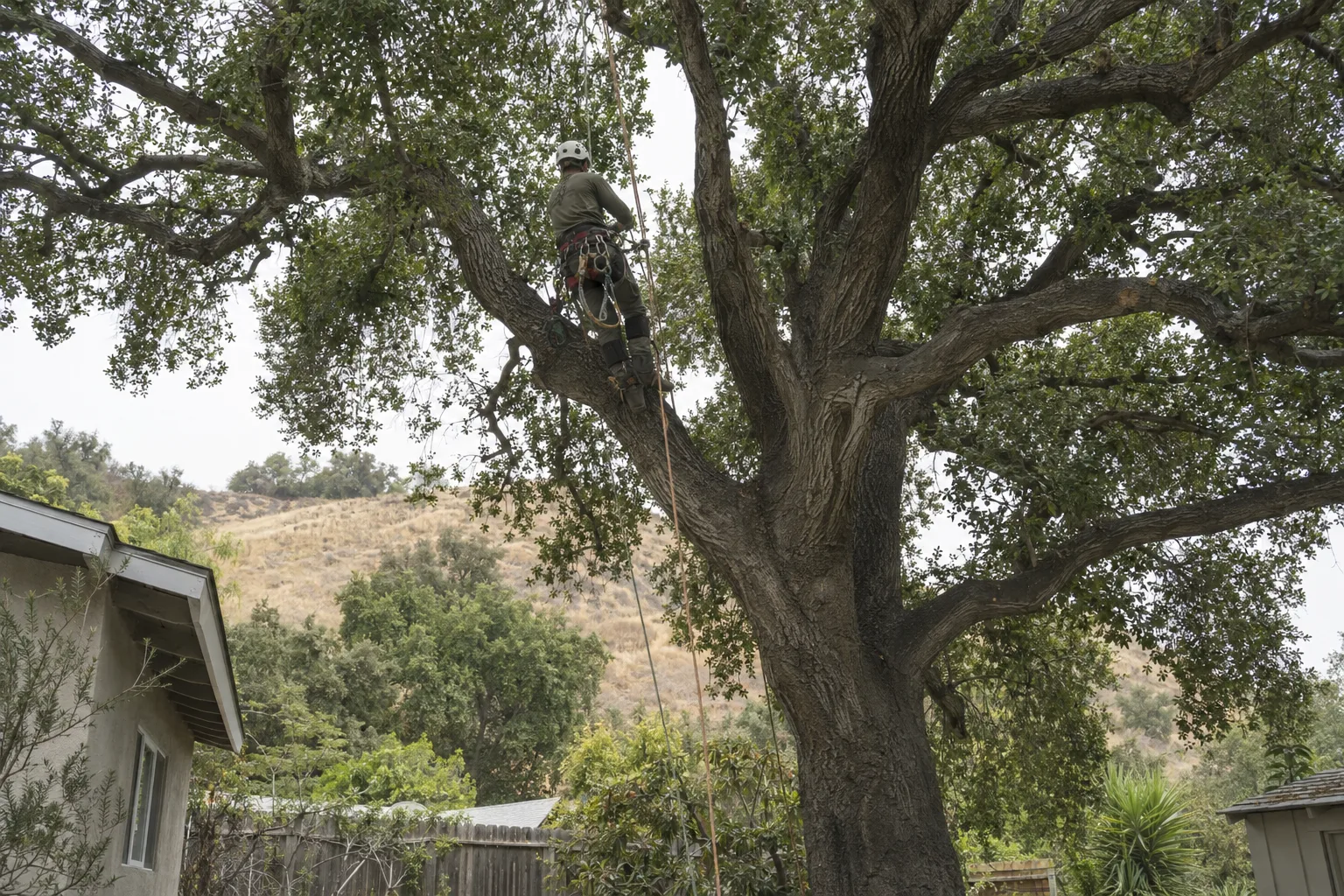 An arborist in a safety harness and helmet climbing a large mature oak tree in a Los Angeles residential yard, ropes visible against the bark, sunlight filtering through the canopy