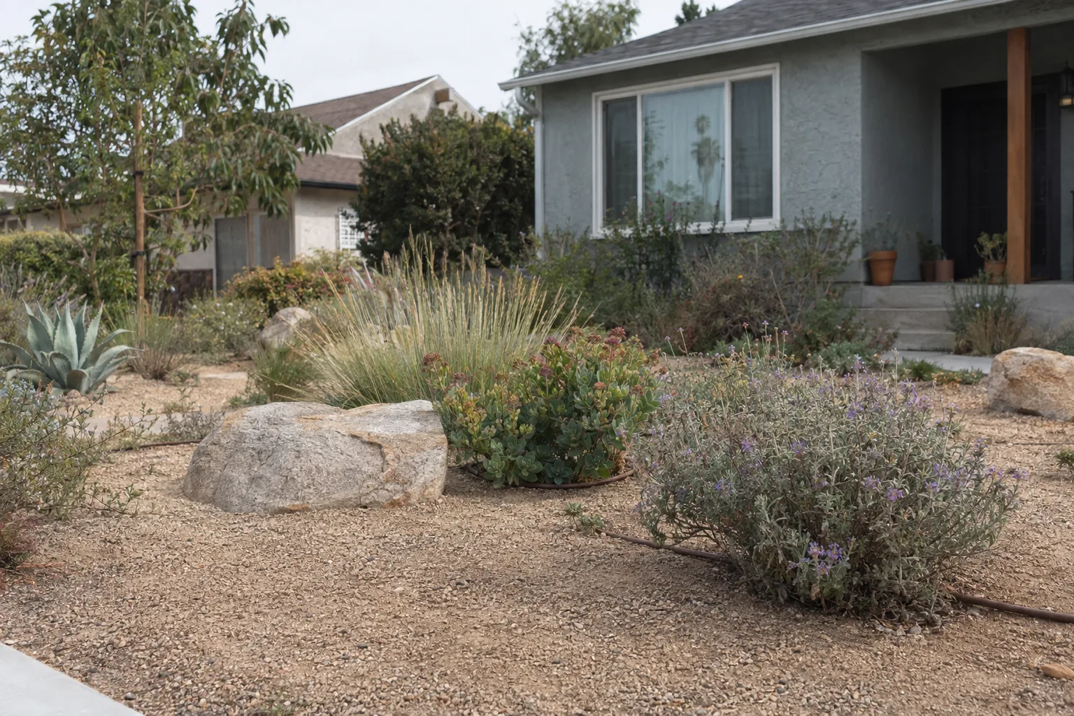 A Los Angeles front yard with turf removed and replaced by decomposed granite, native drought-tolerant plants, and visible drip irrigation lines at the soil surface