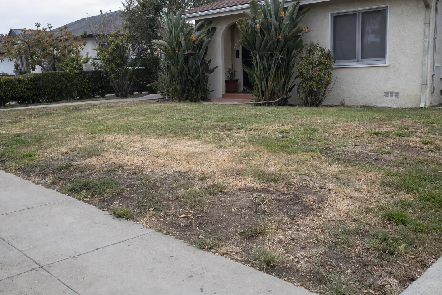 A patchy, largely brown and thinning residential lawn in front of a stucco Los Angeles home, with bare soil visible in several areas and dry grass at the borders